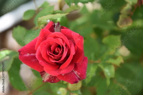 Wallpaper Mural rosa roja en el jardín Torontodigital.ca