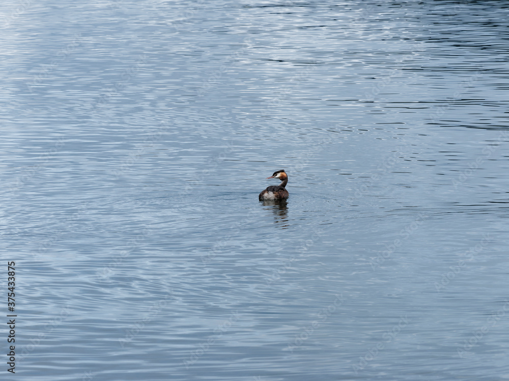Fototapeta premium (Podiceps cristatus) Haubentaucher mit bräunlich schwarz Körperoberseite, rötlichen Körperseiten, weiß Brust, einem braunen First, roter Schnabel mitten in einem ruhigen See