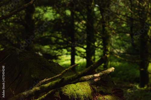 Green mossy forest 
