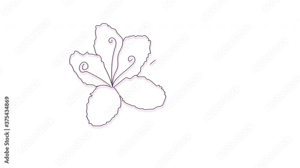 Self drawing animation of pink azalea flower on white background. Copy space. Self drawing animation of pink azalea flower on white background. Copy space.