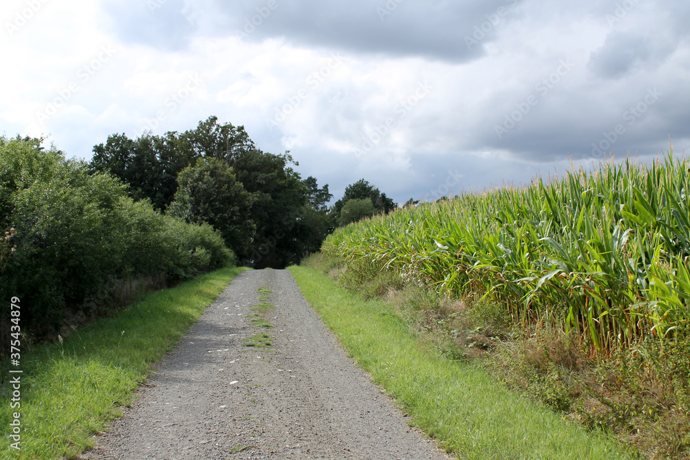 Ein Wanderweg entlang eines Maisfeldes, links sind Büsche

