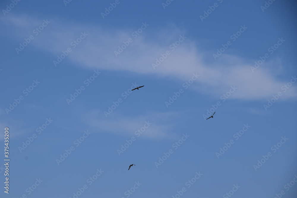 Aves volando sobre el cielo