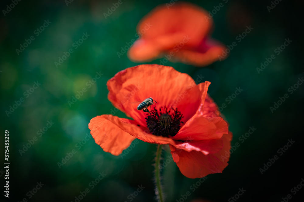 Naklejka premium bee on a red poppy flower in the garden