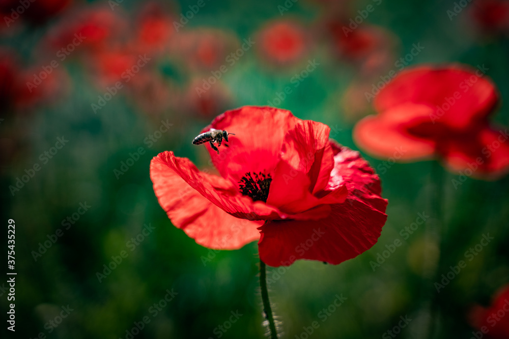 bee on a red flower in the fields bee on a red flower in the fields