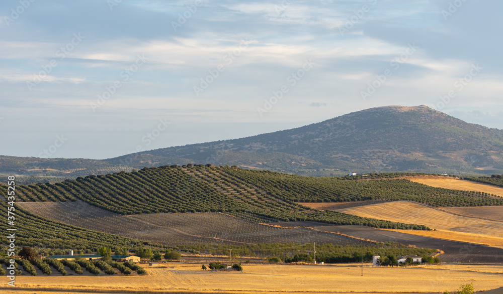 Panoramic view of the Andalusian countryside with hills full of olive trees and fields of already harvested cereals