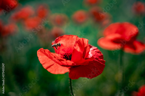 bee landing on a red flower in the field