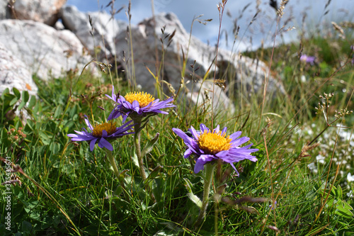 Alpen-Aster, Aster alpinus, in den Alpen, Almblume, Gebirgsblume in lila