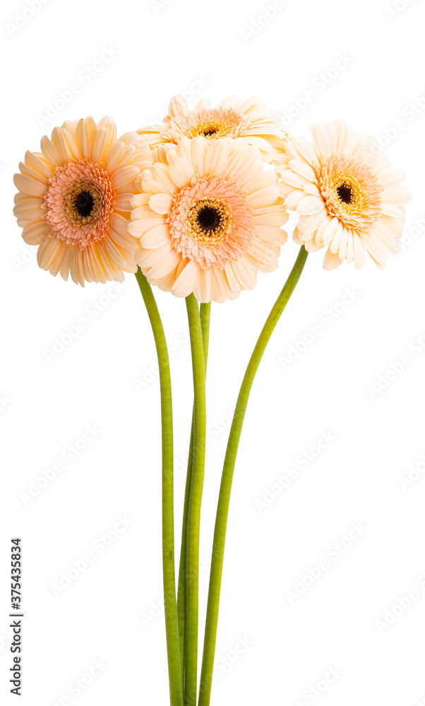 beautiful gerbera flowers isolated beautiful gerbera flowers isolated
