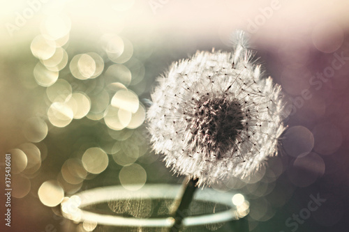 White fluffy dandelion on a blurred background with bokeh.