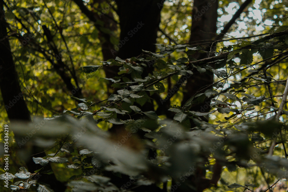 Woods Woods