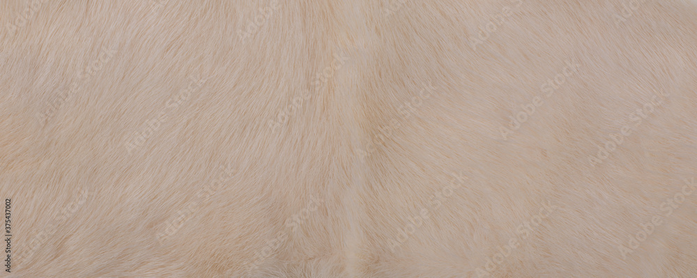 background and texture of beige mink wool background and texture of beige mink wool
