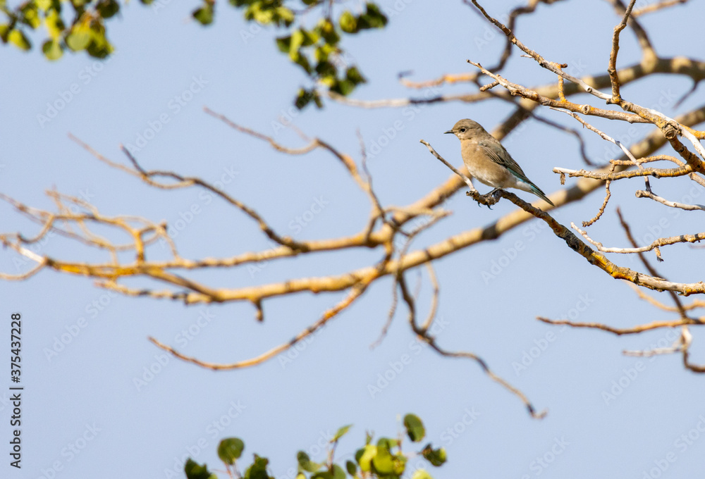 Mountain Bluebirds on the Mountain Mountain Bluebirds on the Mountain