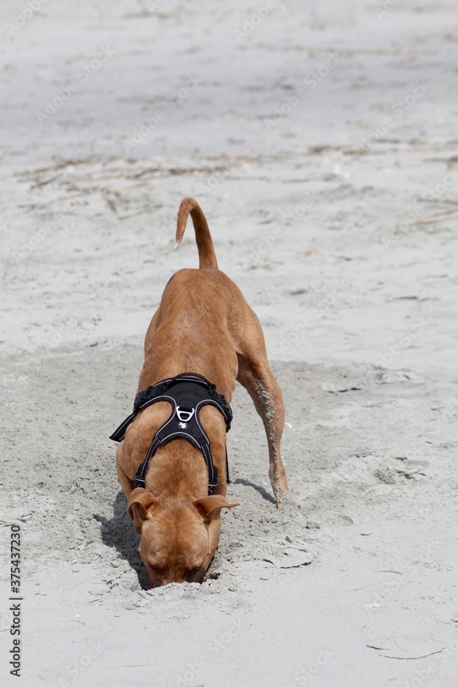 Charleston Beach Dog