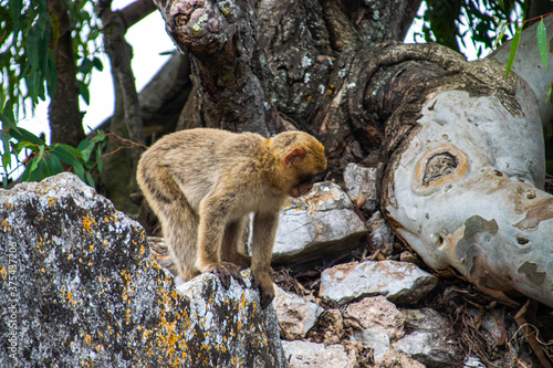 Photo of a wild macaque in Gibraltar sitting on top of a tree. Free monkey. 