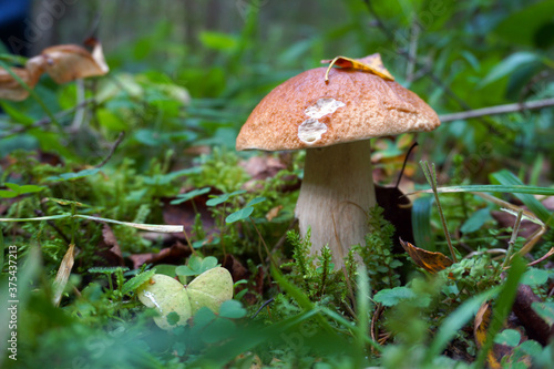 Fresh edible mushroom in a forest glade.