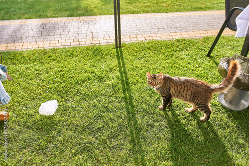 red cat walks on green grass near garbage