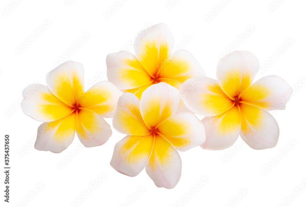 Fototapeta premium plumeria flower isolated