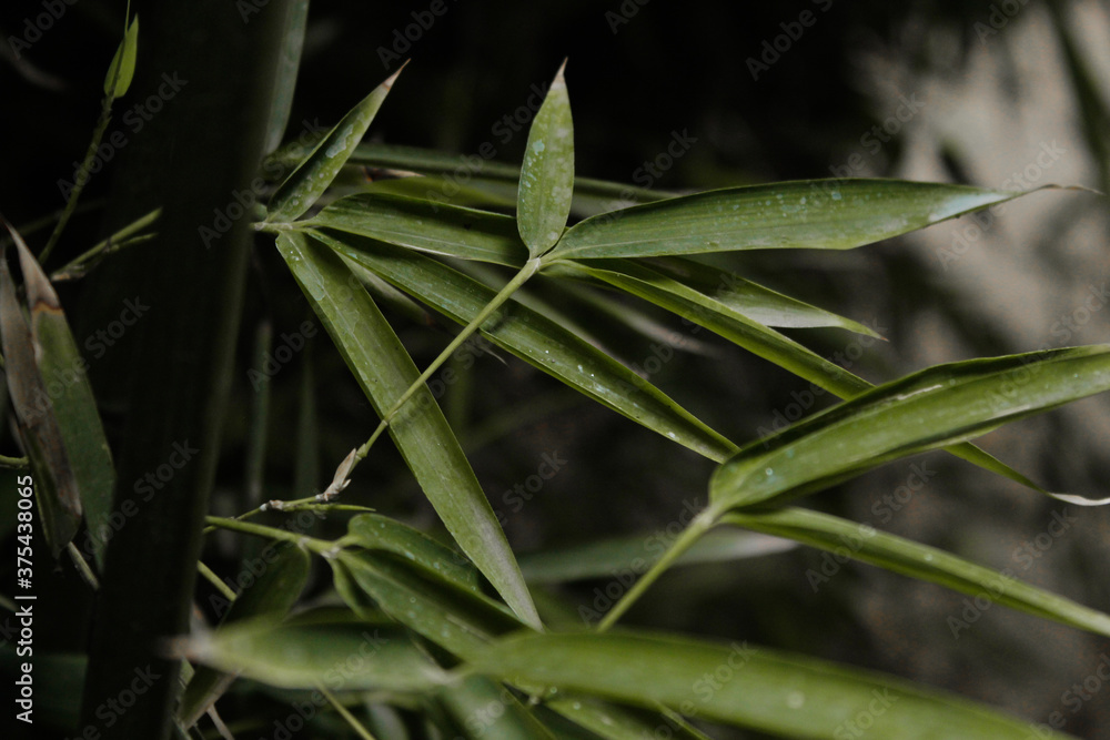 Naklejka premium Bambú