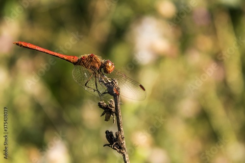 Red dragonfly (Sympetrum fonscolombii)