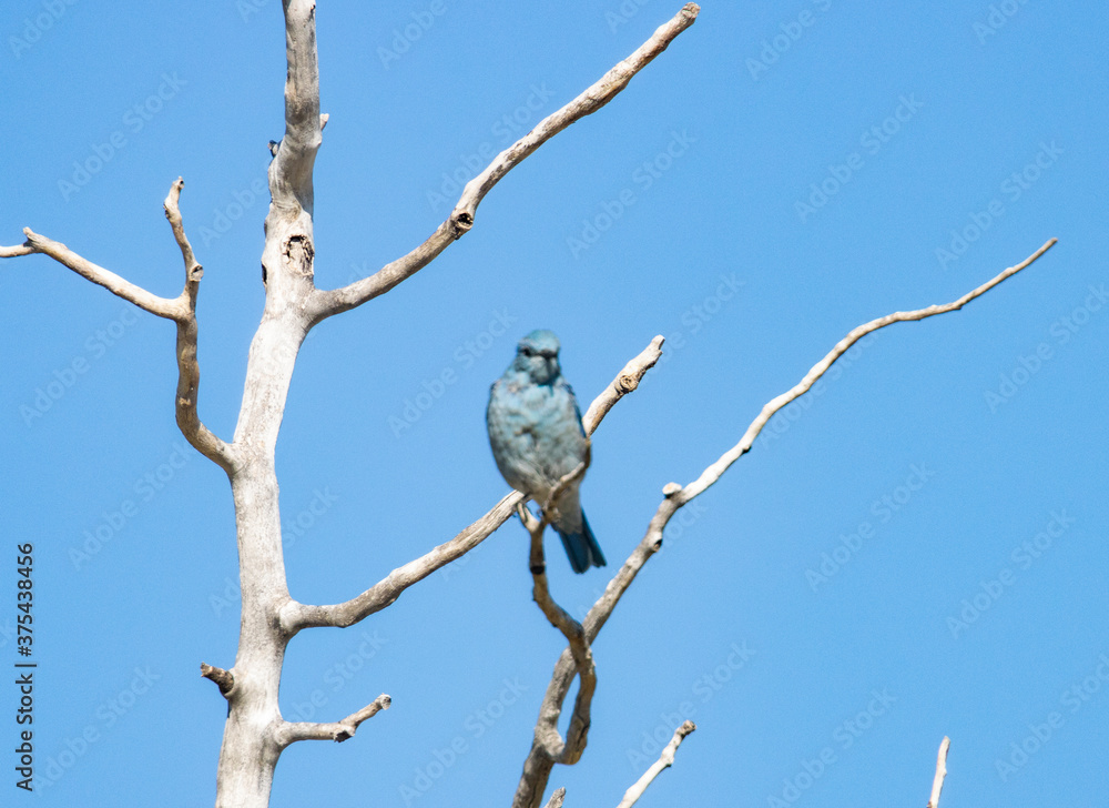 Mountain Bluebirds on the Mountain