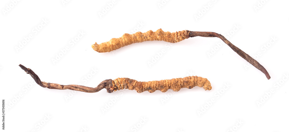 Ophiocordyceps sinensis (CHONG CAO, DONG CHONG XIA CAO) or mushroom cordyceps this is a herbs on white background Ophiocordyceps sinensis (CHONG CAO, DONG CHONG XIA CAO) or mushroom cordyceps this is a herbs on white background