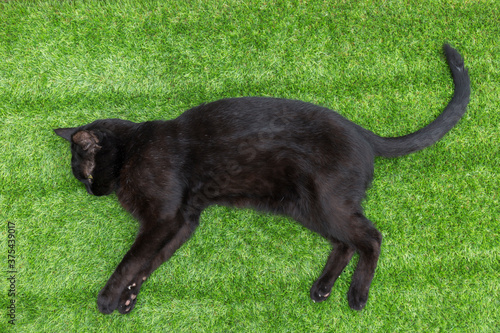 black cat lying on green grass