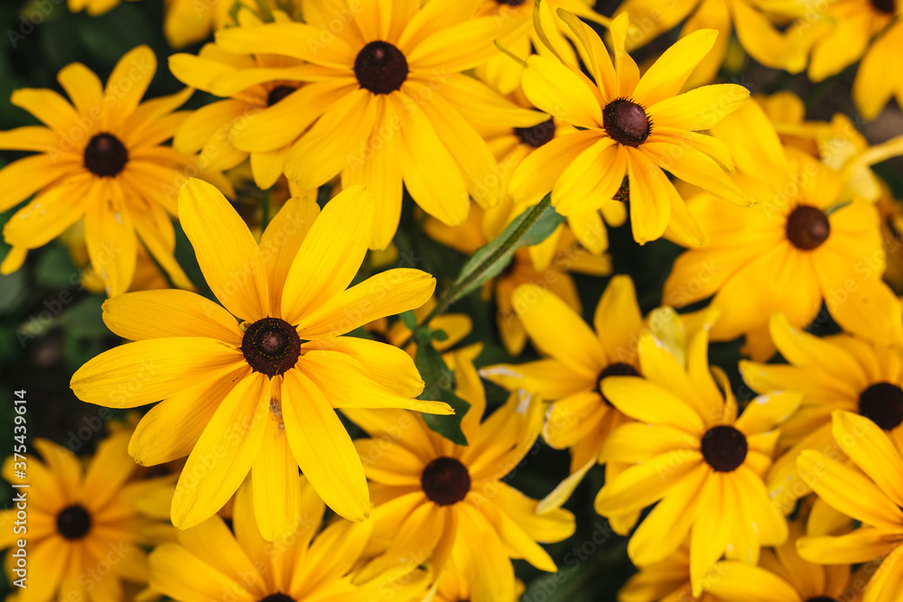 Fototapeta premium Flowers 