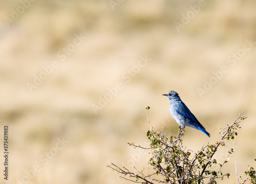 Mountain Bluebirds on the Mountain