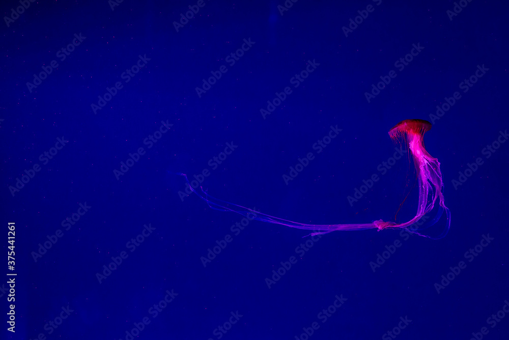 Delightful oceanic poisonous jellyfish in an ultra blue cart.
Delightful oceanic poisonous jellyfish in an ultra blue cart.