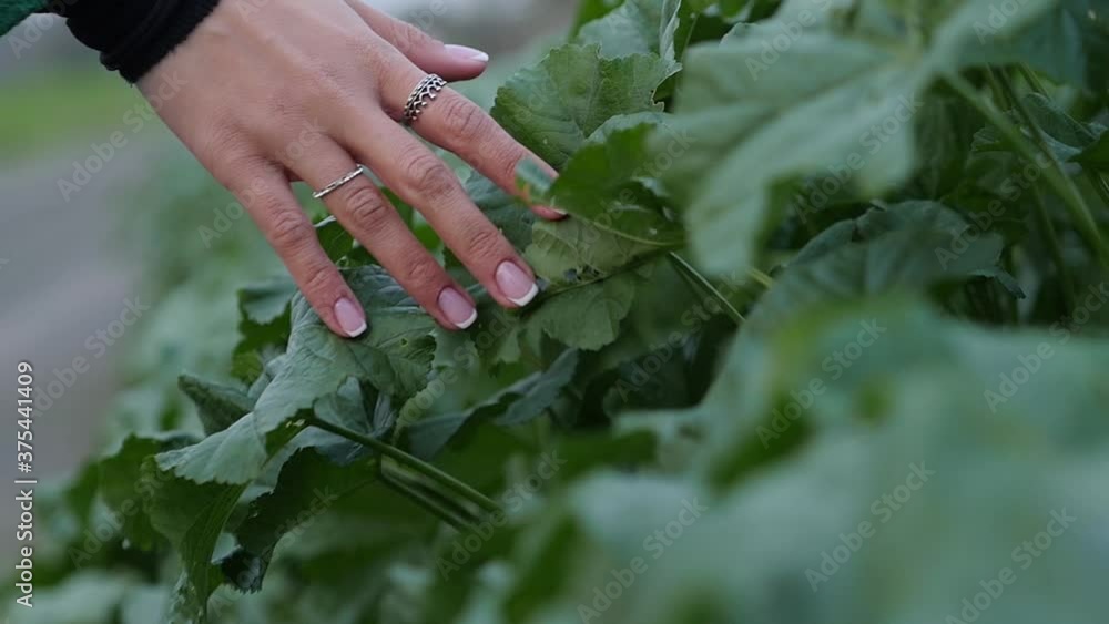 Slow motion shot of a female hand gently touching over lush green field plants outdoors in a farmers crop. Slow motion shot of a female hand gently touching over lush green field plants outdoors in a farmers crop.