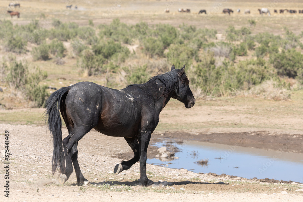 Fototapeta premium Wild Horse in Spring in the Utah Desert