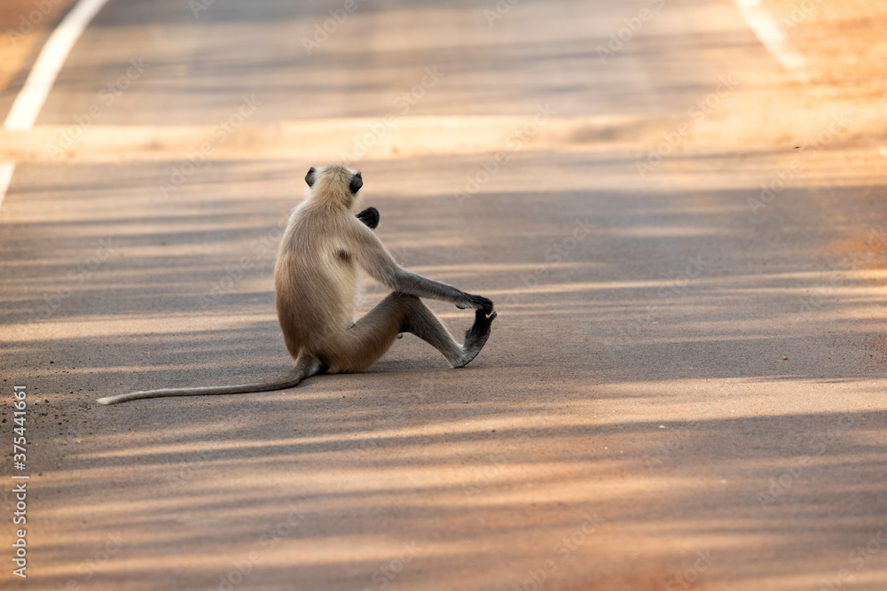 Fototapeta premium Gray Langur sitting on middle of the road, Tadoba Andhari Tiger Reserve, India