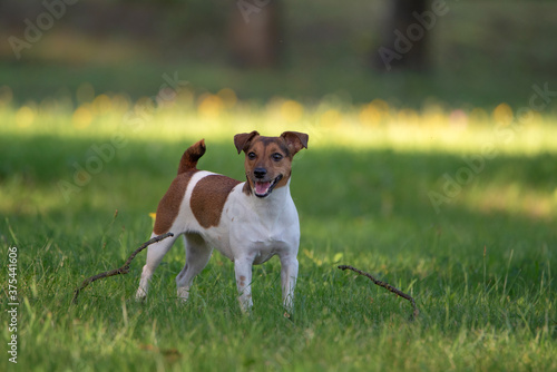 Fototapeta Naklejka Na Ścianę i Meble -  Young jack russell terrier playing on the grass in the park.