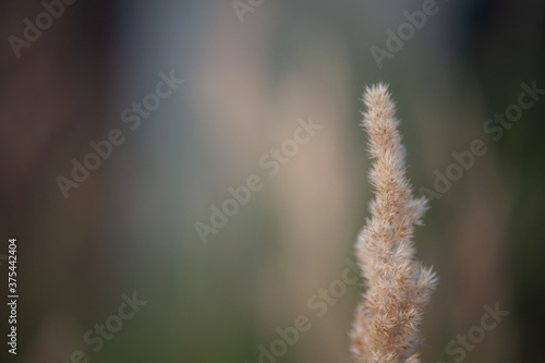 PANICUM VIRGATUM. a field of tall grass with fluffy spikelets