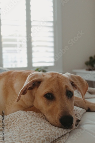 Labrador Retriever Puppy