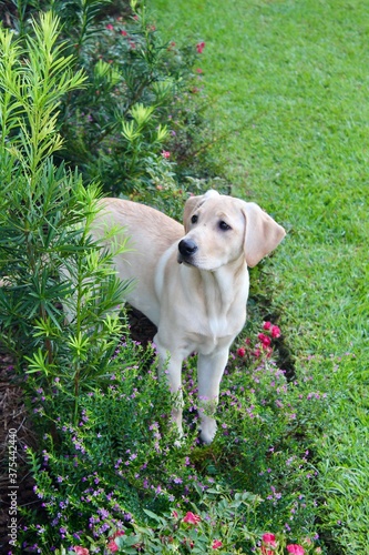 Labrador Retriever Puppy