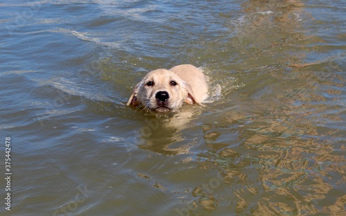 Swimming Labrador Retriever Puppy
