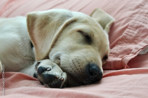 Labrador Retriever Puppy