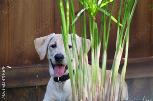 Labrador Retriever Puppy