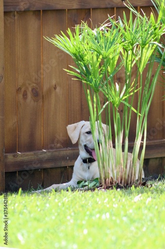 Labrador Retriever Puppy