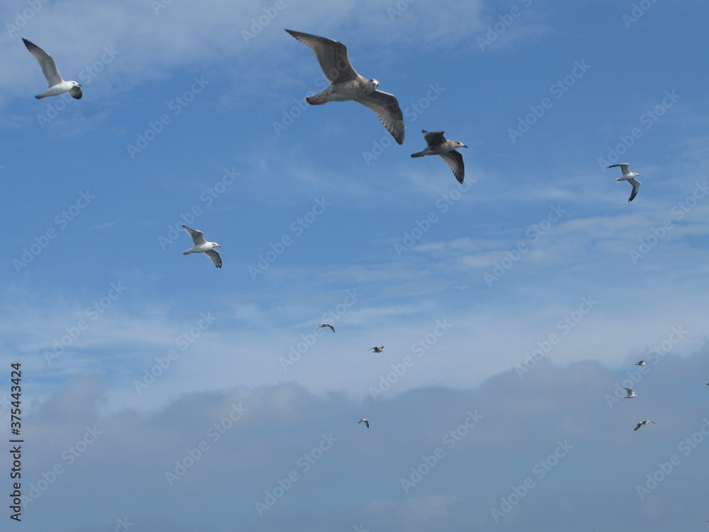 European herring gulls (Larus argentatus) in flight on the blue sky, Wladyslawowo, Poland
