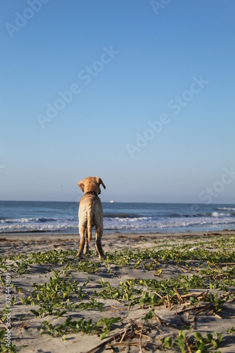 Beach Labrador Retriever