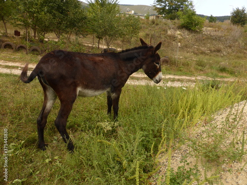 A small donkey, a donkey and young horses.