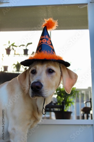 Halloween Labrador Retriever