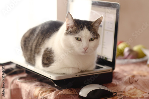 funny cat lay on laptop keyboard relaxing use computer as bed