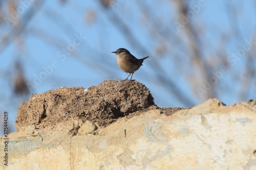 The Wren (Troglodytes troglodytes) is a small songbird. It feeds on insects and their larvae. The short ponytail is often cheekily lifted up.