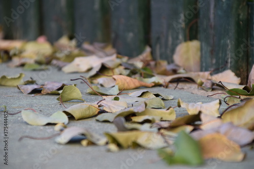 Hojas de otoño en el suelo