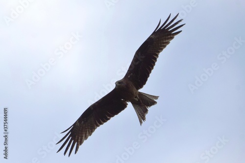 The black kite  Milvus migrans   a bird of prey of the hawk family  flies above the ground on a summer day.