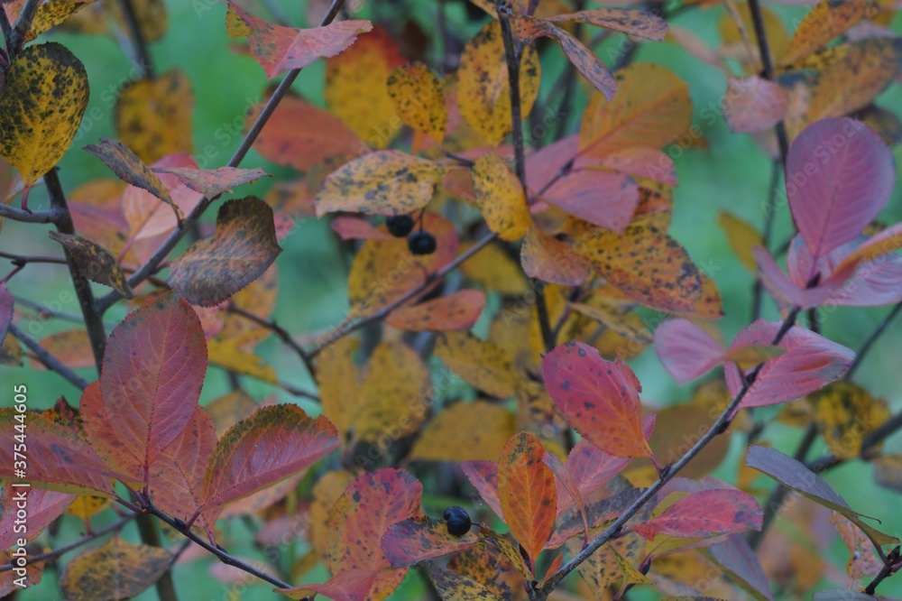 Photo of withering leaves of the trees in the late autumn. In yellow, red and green shades.