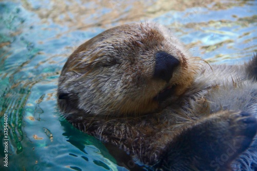 Sea otter swimming